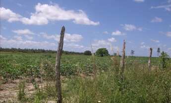 Imagem 3: GRANJA EM MONTE ALEGRE - 10HA - BEIRA DO ASFALTO