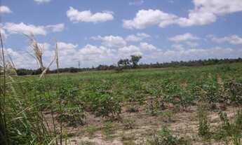 Imagem 4: GRANJA EM MONTE ALEGRE - 10HA - BEIRA DO ASFALTO