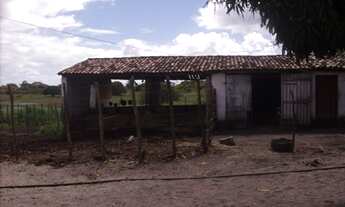 Imagem 3: GRANJA EM MONTE ALEGRE - 10HA