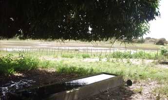 Imagem 7: GRANJA EM MONTE ALEGRE - 10HA