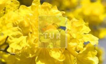 Imagem: YBY NATUREZA - COND. FECHADO