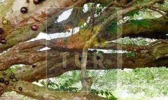 Imagem 2: YBY NATUREZA - COND. FECHADO