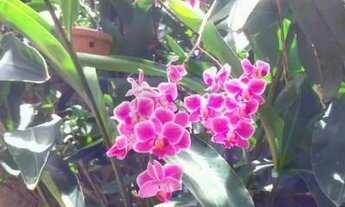 Imagem 5: CASA NO POÇO Casa com 5 dormitórios