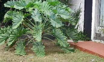 Imagem 2: Casa para Locação em Pina