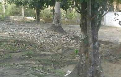 Imagem 9: Granja em Goiana Eldorado