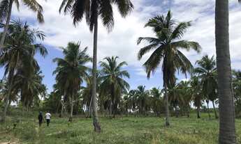 Imagem 7: LOTE DE HECTARES