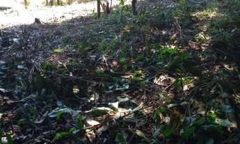 Imagem 5: TERRENO COLADO COM O MUSEU RICARDO BRENNAND