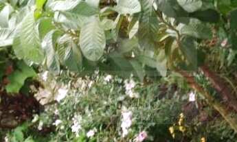 Imagem 4: Chácara 1500 m2 com linda vista Alpes da Castelo 2