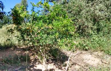 Imagem 13: Chácara com casa 100% aproveitável rica em água Residencial São Marcos