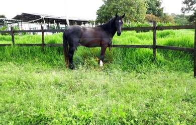 Imagem 5: Chácara rural à venda