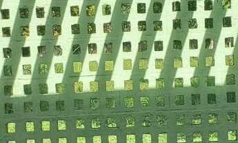 Imagem 4: Chácara em Aldeia - 1 Hectare