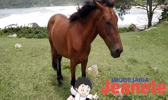 Imagem: TERRENO Comercial em Palhoça - Santa Catarina