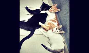 Imagem: Casa Comercial em Indaiatuba - São Paulo