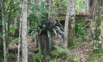 Imagem 3: Lindo sítio com muita natureza e água em abundância