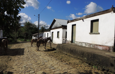 Imagem 2: VENDO FAZENDA DE AÇAÍ E CACAU
