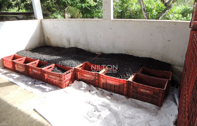 Imagem 3: VENDO FAZENDA DE AÇAÍ E CACAU