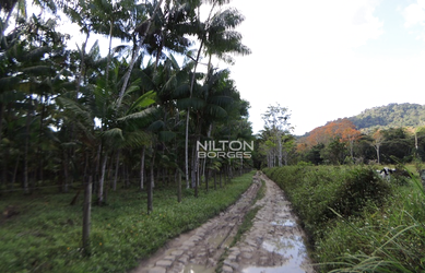 Imagem 4: VENDO FAZENDA DE AÇAÍ E CACAU