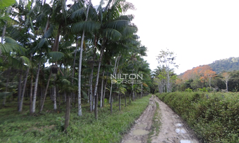 Imagem 6: VENDO FAZENDA DE AÇAÍ E CACAU