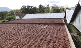 Imagem 7: VENDO FAZENDA DE AÇAÍ E CACAU