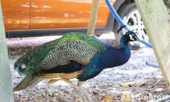 Imagem 7: Chácara com ampla casa em Guabiruba!