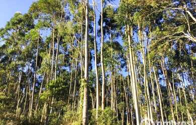 Imagem 3: Terreno para sítio