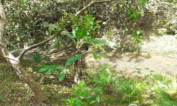 Imagem 7: Sítio com água em abundância