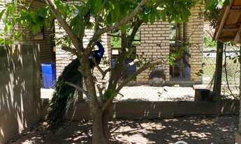 Imagem 4: Linda Chácara com acesso privilegiado para centro de Guabiruba e Brusque