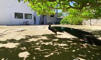 Imagem 5: Linda Chácara com acesso privilegiado para centro de Guabiruba e Brusque