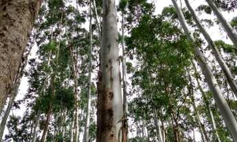 Imagem 7: Lindo Sítio em Angelina