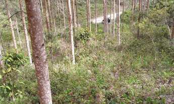Imagem 3: Terreno para Sítio em Botuverá com Eucalipto Plantado