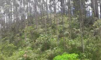 Imagem 2: Terreno para Sítio em Botuverá com Eucalipto Plantado