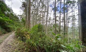 Imagem 3: Excelente fazenda de eucaliptos