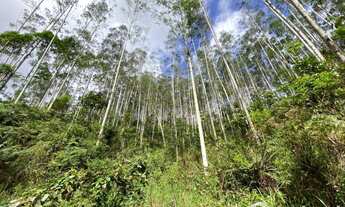 Imagem 2: Excelente fazenda de eucaliptos