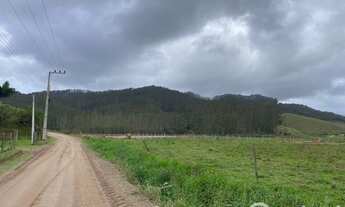 Imagem 4: Excelente fazenda de eucaliptos