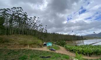 Imagem 5: Excelente fazenda de eucaliptos