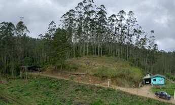 Imagem 6: Excelente fazenda de eucaliptos