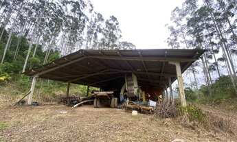 Imagem 7: Excelente fazenda de eucaliptos