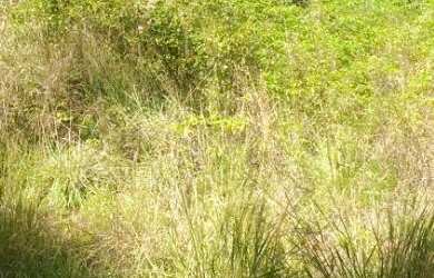 Imagem: O terreno possui 426m² de Área e está localizado em Linha