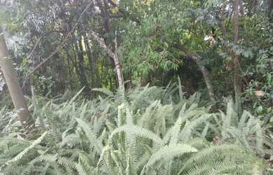 Imagem 7: Terreno com 3 Dormitorio s localizado a no bairro Sagrada Familia em Taquara...