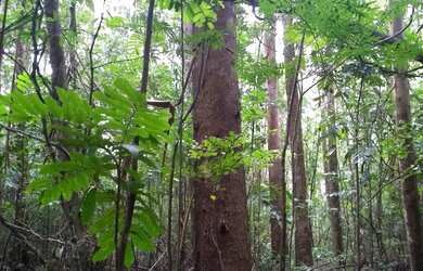 Imagem 5: Sítio em Igrejinha. 42m² de Área Privada