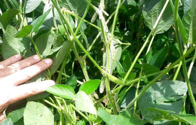 Imagem 5: Terras para AGRICULTURA. 152m² de Área