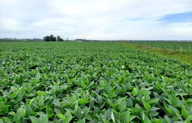 Imagem 6: Terras para AGRICULTURA. 152m² de Área