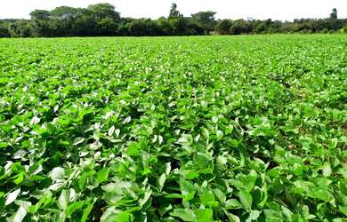 Imagem 7: Terras para AGRICULTURA. 152m² de Área