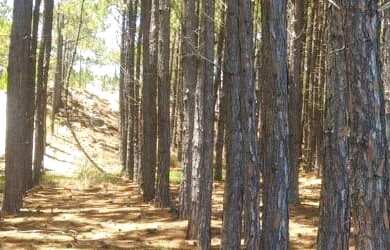 Imagem: A fazenda possui 36.000m² de Área e está localizado em Palma