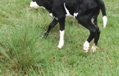 Imagem 6: PRA FECHAR NEGÓCIO. 217m² de Área