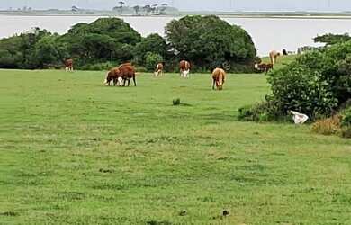 Imagem: A fazenda possui 1.000m² de Área e está localizado em Área