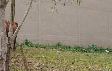 Imagem: O terreno possui 360m² de Área e está localizado em Bela