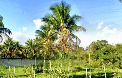 Imagem: O terreno está localizado em Castro, BA à venda por R$4.000.000