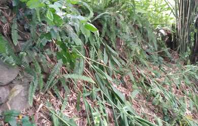 Imagem: O terreno possui 15.980m² de Área e está localizado em Linha