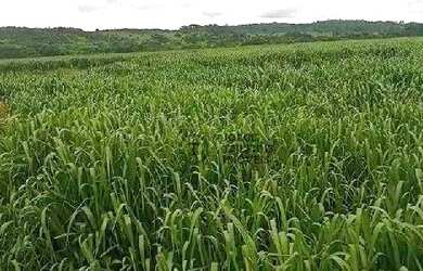 Imagem 3: Fazenda à venda, 13790000 m² por R$ 76.500.000 - Zona Rural - Matupá/MT